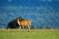 Barking deer