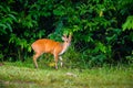 Barking deer in Khao Yai National Park, Thailand