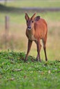 Barking deer in khaoyai national park