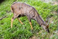 Barking deer living in nature. Barking deer on the field. Barking deer in forest