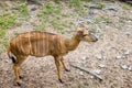 Barking deer living in nature. Barking deer on the field. Barking deer in forest