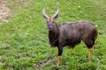 Barking deer living in nature. Barking deer on the field. Barking deer in forest