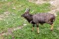 Barking deer living in nature. Barking deer on the field. Barking deer in forest