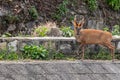 A Barking deer looking down Royalty Free Stock Photo