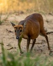 Barking deer or muntjac or Indian muntjac or red muntjac or Muntiacus muntjak portrait an antler during outdoor jungle wildlife