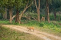 barking deer muntjac or Indian muntjac or red muntjac or Muntiacus muntjak antler crossing track or forest trail outdoor jungle Royalty Free Stock Photo