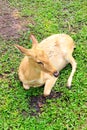 Barking deer