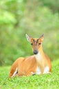 Barking Deer or Muntjac, Thailand