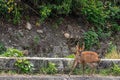 A Barking Deer Ready Royalty Free Stock Photo