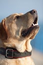 Barking dog Royalty Free Stock Photo