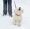 The barking dog of breed of Bichon Frise against of owner`s leg