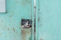 Barking dog looking through hole in iron fence Royalty Free Stock Photo