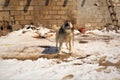 Barking dog. watchdog is guarding a house in the village