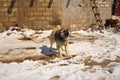 Barking dog. watchdog is guarding a house in the village