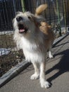 Young dog barking near yard fence