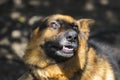 Barking enraged shepherd dog outdoors. The dog looks aggressive, dangerous and may be infected by rabies Royalty Free Stock Photo