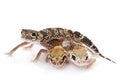 Barking Gecko (Nephrurus milii)