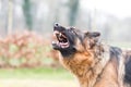 Barking german shepherd dog Royalty Free Stock Photo