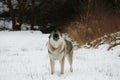 Barking German Shepherd in a snowy meadow.