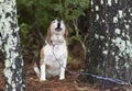 Barking howling baying Beagle dog