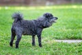 Barking Miniature Black Poodle