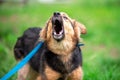 barking mongrel dog on a blue leash on a green lawn in summer