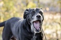 Barking old Back Labrador Retriever dog with gray muzzle