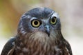 Barking Owl Royalty Free Stock Photo