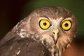 Barking owl