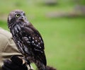 Barking Owl