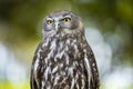 Barking Owl