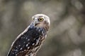 A barking owl Royalty Free Stock Photo