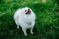 Barking Pomeranian dog on the green grass