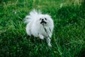 Barking Pomeranian dog on the green grass