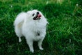 Barking Pomeranian dog on the green grass