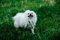 Barking Pomeranian dog on the green grass