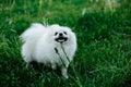 Barking Pomeranian dog on the green grass