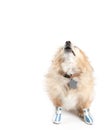 Barking Pomeranian Dog Wearing Shoes on White Background