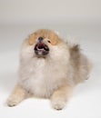 Barking Pomeranian puppy Royalty Free Stock Photo