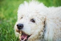 Barking poodle on grass