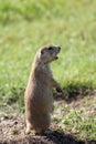 Barking prairie dog.