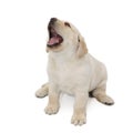 Barking puppy dog Royalty Free Stock Photo