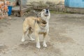 Barking puppy on a leash