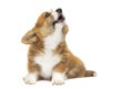 Barking puppy looking up Royalty Free Stock Photo