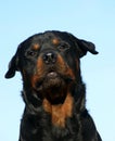 Barking rottweiler