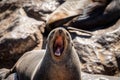 Barking Sea lion, Otariinae on the seashore in Namibia Royalty Free Stock Photo