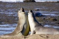 Barking seals Royalty Free Stock Photo