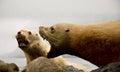 Barking Seals Royalty Free Stock Photo