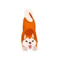 Barking Shiba Inu Dog, Cute Japan Fluffy Pet Animal, Front View Vector Illustration Royalty Free Stock Photo