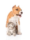 Barking stafford puppy dog and small cat sitting together. isolated Royalty Free Stock Photo